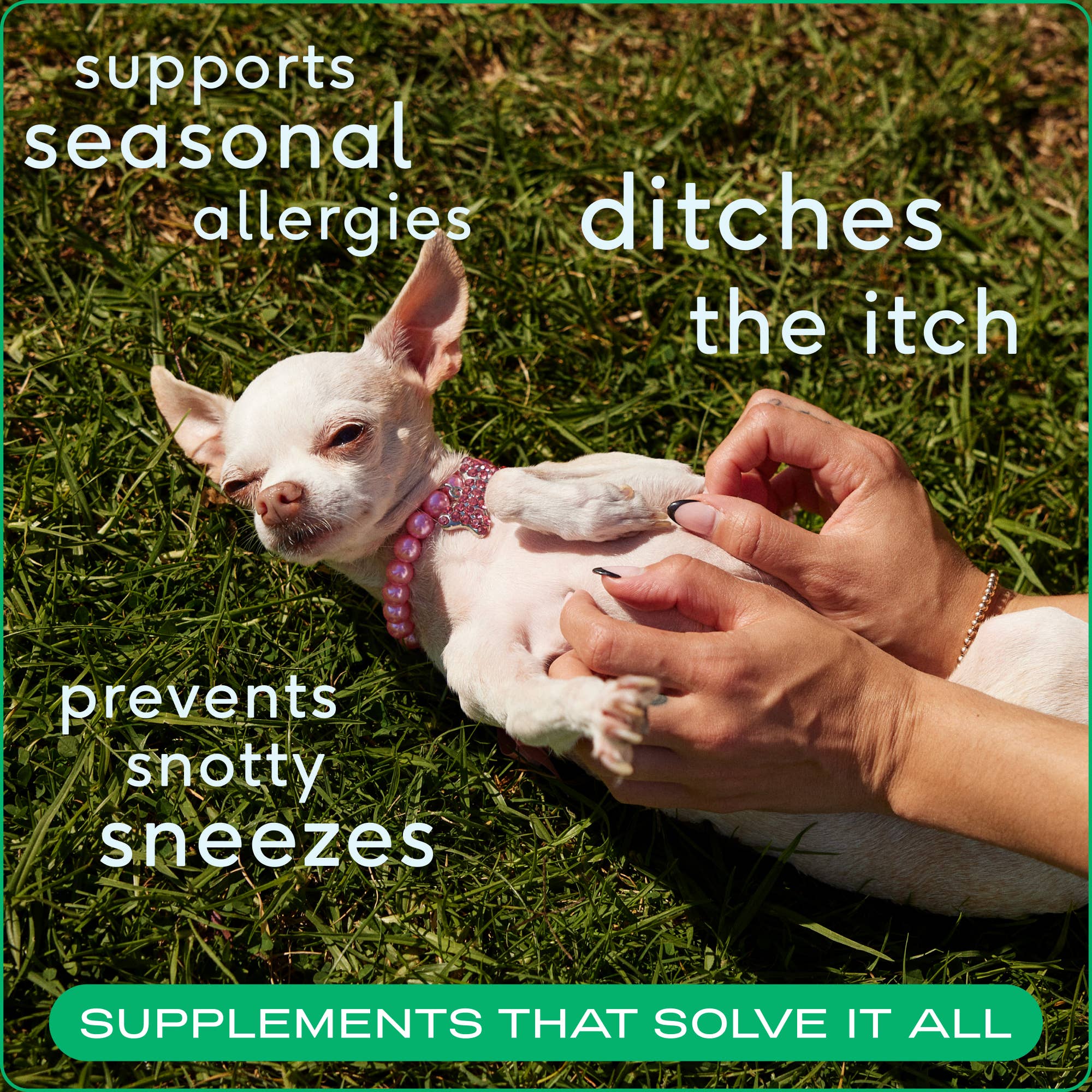 Allergy & Immune Chews, an Allergy & Itch Relief Supplement : 30ct