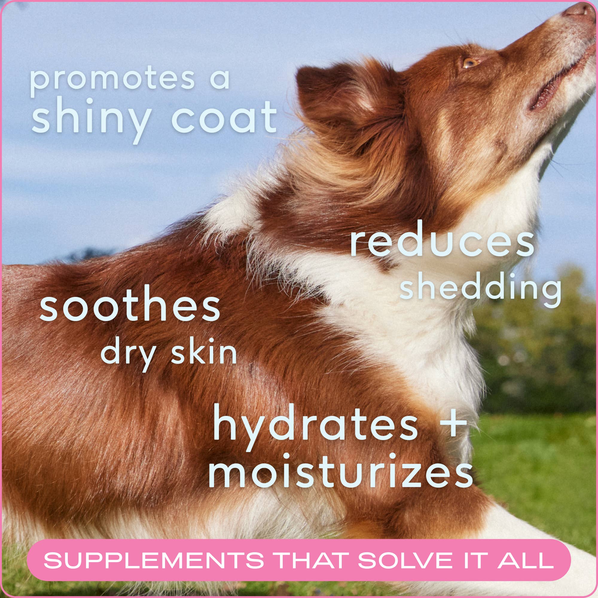 Skin + Coat Chews, Skin & Coat Supplement for Dogs: 60ct